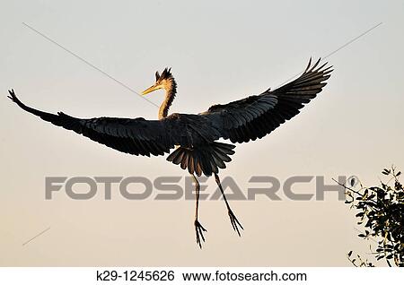 Great blue heron Ardea herodias Flying with nesting material View Large Photo Image Stock Photograph - Great blue heron Ardea herodias Flying with nesting material. Fotosearch