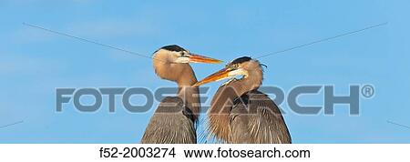 GREAT BLUE HERON (Ardea herodias), Everglades National Park, FLORIDA, USA, AMERICA. View Large Photo Image Picture - GREAT BLUE HERON (Ardea herodias), Everglades National Park, FLORIDA, USA, AMERICA.. Fotosearch