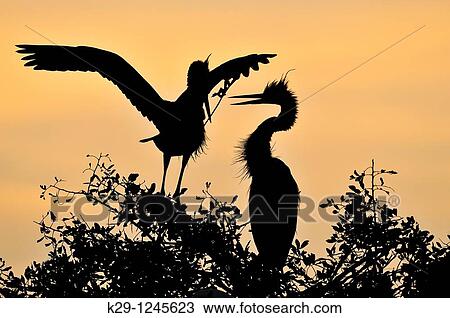 Great blue heron Ardea herodias Stick Nest construction and pair bonding behaviour View Large Photo Image Stock Image - Great blue heron Ardea herodias Stick Nest construction and pair bonding behaviour. Fotosearch