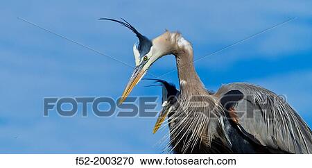 GREAT BLUE HERON (Ardea herodias), Everglades National Park, FLORIDA, USA, AMERICA. View Large Photo Image Stock Image - GREAT BLUE HERON (Ardea herodias), Everglades National Park, FLORIDA, USA, AMERICA.. Fotosearch
