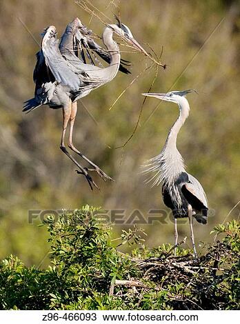 Stock Image - Great blue heron (Ardea herodias). Venice bird rockery, Venice, Florida, USA. Fotosearch