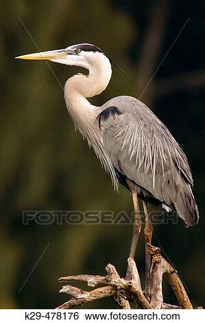 Stock Photograph - Great blue heron (Ardea herodias), portrait breeding plumage. Venice, FL, USA. Fotosearch