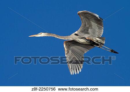 Great Blue Heron in flight. (Ardea herodias). Bolsa Chica Wetlands, California. View Large Photo Image Stock Photograph - Great Blue Heron in flight. (Ardea herodias). Bolsa Chica Wetlands, California.. Fotosearch