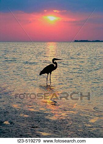 Great blue heron View Large Photo Image Stock Photo - Great blue heron. Fotosearch