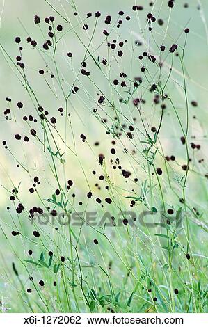Great Burnet Sanguisorba officinalis, flower heads of plant on damp meadow, Lower Saxony, Germany View Large Photo Image Stock Image - Great Burnet Sanguisorba officinalis, flower heads of plant on damp meadow, Lower Saxony, Germany. Fotosearch