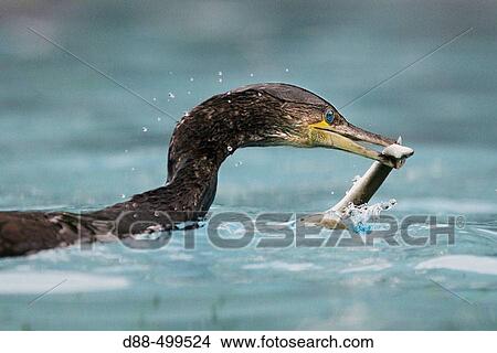 Great Cormorant (Phalacrocorax carbo) View Large Photo Image Picture - Great Cormorant (Phalacrocorax carbo). Fotosearch
