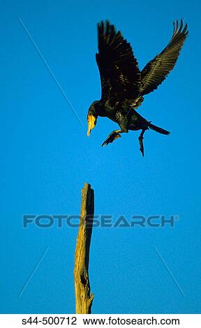 Great Cormorant (Phalacrocorax carbo) flying. MBlaga, Andalusia, Spain View Large Photo Image Stock Image - Great Cormorant (Phalacrocorax carbo) flying. MBlaga, Andalusia, Spain. Fotosearch