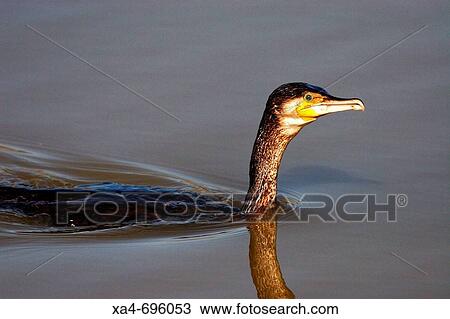 Great Cormorant (Phalacrocorax carbo). Llobregat river delta, Barcelona province, Catalonia, Spain View Large Photo Image Stock Image - Great Cormorant (Phalacrocorax carbo). Llobregat river delta, Barcelona province, Catalonia, Spain. Fotosearch