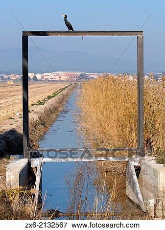 Great Cormorant (Phalacrocorax carbo) over sluicegate structure for irrigation channels at La Aldea village countryside. Ebro River Delta Natural Park, Tarragona province, Catalonia, Spain. View Large Photo Image Stock Photo - Great Cormorant (Phalacrocorax carbo) over sluicegate structure for irrigation channels at La Aldea village countryside. Ebro River Delta Natural Park, Tarragona province, Catalonia, Spain.. Fotosearch