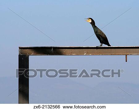 Great Cormorant (Phalacrocorax carbo) over sluicegate structure for irrigation channels. Ebro River Delta Natural Park, Tarragona province, Catalonia, Spain. View Large Photo Image Stock Photograph - Great Cormorant (Phalacrocorax carbo) over sluicegate structure for irrigation channels. Ebro River Delta Natural Park, Tarragona province, Catalonia, Spain.. Fotosearch