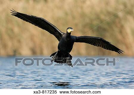 Great cormorant, Phalacrocorax carbo, landing on lagoon View Large Photo Image Stock Photography - Great cormorant, Phalacrocorax carbo, landing on lagoon. Fotosearch