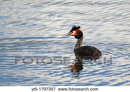 Great Crested Grebe Podiceps cristatus on Trimpley Reservoir, Worcestershire, England, Europe View Large Photo Image Stock Photo - Great Crested Grebe Podiceps cristatus on Trimpley Reservoir, Worcestershire, England, Europe. Fotosearch