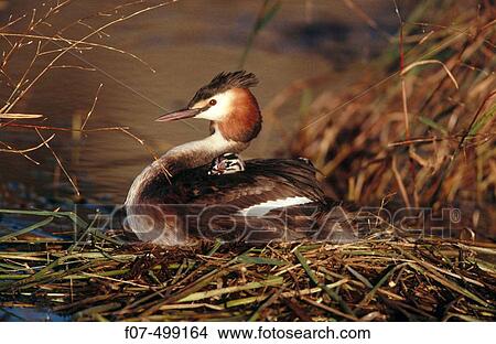 Picture - Great Crested Grebe (Podiceps cristatus). Spain. Fotosearch