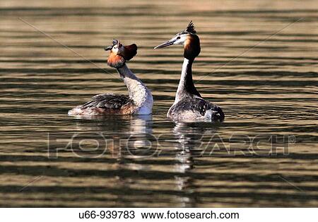 Stock Image - Great Crested Grebe, Sm? land, Sweden. Fotosearch