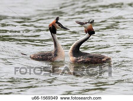 Great Crested Grebe Sweden. View Large Photo Image Stock Photo - Great Crested Grebe Sweden.. Fotosearch