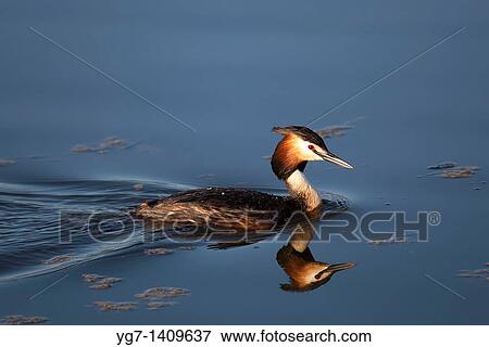 Great Crested Grebe, Vitoria, Alava, Spain View Large Photo Image Stock Photo - Great Crested Grebe, Vitoria, Alava, Spain. Fotosearch