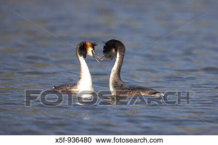 Stock Image - Great crested Grebes Podiceps cristatus displaying Hampshire. Fotosearch