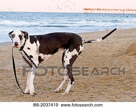 Great Dane at the beach with leash in mouth, Harlequin, Harlequin Great Dane, Nags Head, North Carolina View Large Photo Image Stock Photo - Great Dane at the beach with leash in mouth, Harlequin, Harlequin Great Dane, Nags Head, North Carolina. Fotosearch