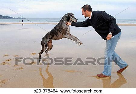 Great Dane dog. Hendaya beach, Aquitanaine. Francia View Large Photo Image Picture - Great Dane dog. Hendaya beach, Aquitanaine. Francia. Fotosearch