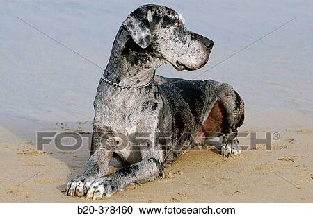 Great Dane dog. Hendaya beach, Aquitanaine. Francia View Large Photo Image Stock Image - Great Dane dog. Hendaya beach, Aquitanaine. Francia. Fotosearch
