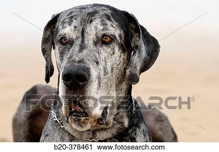 Stock Image - Great Dane dog. Hendaya beach, Aquitanaine. Francia. Fotosearch