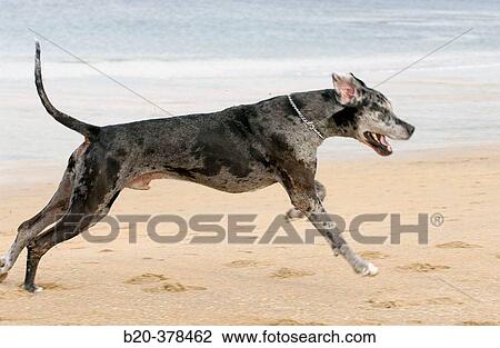 Great Dane dog. Hendaya beach, Aquitanaine. Francia View Large Photo Image Stock Image - Great Dane dog. Hendaya beach, Aquitanaine. Francia. Fotosearch