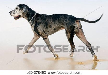 Stock Image - Great Dane dog. Hendaya beach, Aquitanaine. Francia. Fotosearch