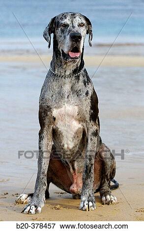 Great Dane dog. Hendaya beach, Aquitanaine. Francia View Large Photo Image Stock Photo - Great Dane dog. Hendaya beach, Aquitanaine. Francia. Fotosearch