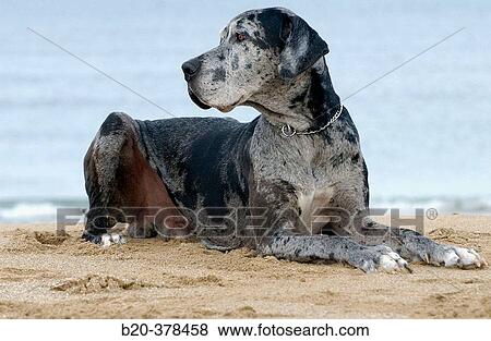 Great Dane dog. Hendaya beach, Aquitanaine. Francia View Large Photo Image Stock Photo - Great Dane dog. Hendaya beach, Aquitanaine. Francia. Fotosearch