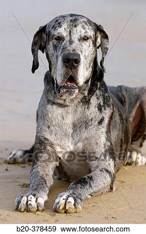 Great Dane dog. Hendaya beach, Aquitanaine. Francia View Large Photo Image Stock Photo - Great Dane dog. Hendaya beach, Aquitanaine. Francia. Fotosearch