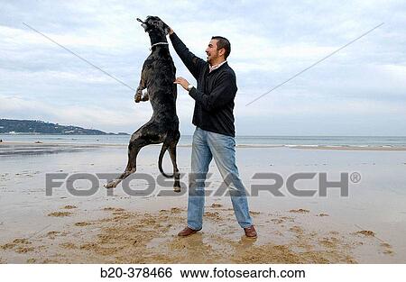 Great Dane dog. Hendaya beach, Aquitanaine. Francia View Large Photo Image Stock Photograph - Great Dane dog. Hendaya beach, Aquitanaine. Francia. Fotosearch