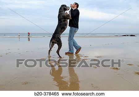 Great Dane dog. Hendaya beach, Aquitanaine. Francia View Large Photo Image Stock Photography - Great Dane dog. Hendaya beach, Aquitanaine. Francia. Fotosearch