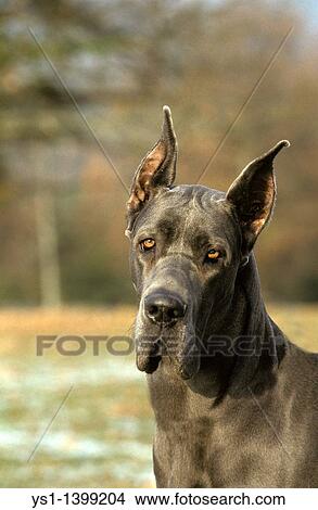 Great Dane or German Mastiff Dog old standard breed with cut ears View Large Photo Image Picture - Great Dane or German Mastiff Dog old standard breed with cut ears. Fotosearch