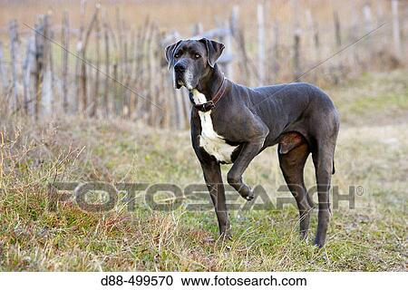 Great Dane. View Large Photo Image Stock Image - Great Dane.. Fotosearch