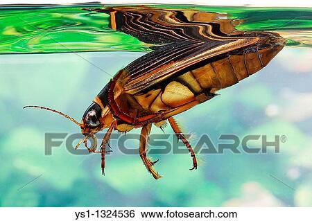 Stock Photograph - Great Diving Beetle, dytiscus marginalis, Adult in Water, Normandy. Fotosearch