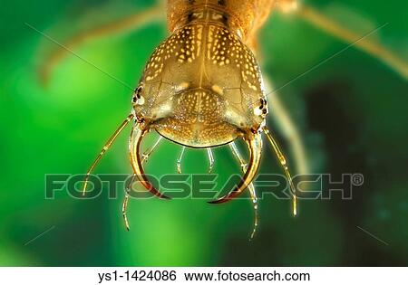 GREAT DIVING BEETLE dytiscus marginalis, HEAD CLOSE-UP OF LARVA, FRANCE View Large Photo Image Stock Photograph - GREAT DIVING BEETLE dytiscus marginalis, HEAD CLOSE-UP OF LARVA, FRANCE. Fotosearch