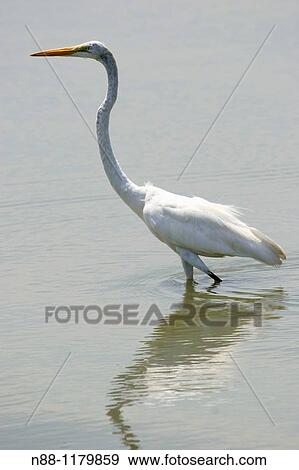 Great Egret, Ardea alba egretta, Garza blanca real, Laguna de Unare, Venezuela View Large Photo Image Stock Photo - Great Egret, Ardea alba egretta, Garza blanca real, Laguna de Unare, Venezuela. Fotosearch