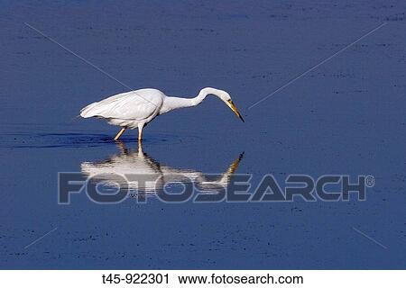 Great Egret (Ardea alba) View Large Photo Image Stock Image - Great Egret (Ardea alba). Fotosearch