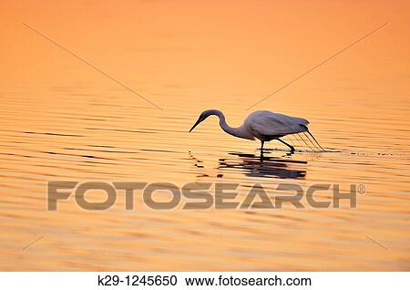 Great egret Casmerodius albus, Ardea alba, Egretta alba Hunting View Large Photo Image Stock Image - Great egret Casmerodius albus, Ardea alba, Egretta alba Hunting. Fotosearch