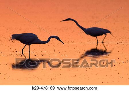 Great Egret (Casmerodius albus) hunting in lagoon at sunrise. St. Petersburg, FL, USA View Large Photo Image Stock Photo - Great Egret (Casmerodius albus) hunting in lagoon at sunrise. St. Petersburg, FL, USA. Fotosearch