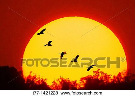 Great egrets, casmerodius albus in a Flight, Pune, Maharashtra, India, View Large Photo Image Stock Photo - Great egrets, casmerodius albus in a Flight, Pune, Maharashtra, India,. Fotosearch