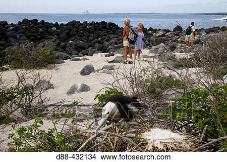 Great Frigatebird (Fregata minor) and tourists. Galapagos Islands, Ecuador View Large Photo Image Picture - Great Frigatebird (Fregata minor) and tourists. Galapagos Islands, Ecuador. Fotosearch