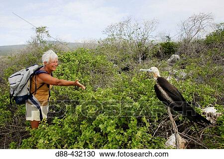 Great Frigatebird (Fregata minor) and tourist. Galapagos Islands, Ecuador View Large Photo Image Stock Image - Great Frigatebird (Fregata minor) and tourist. Galapagos Islands, Ecuador. Fotosearch