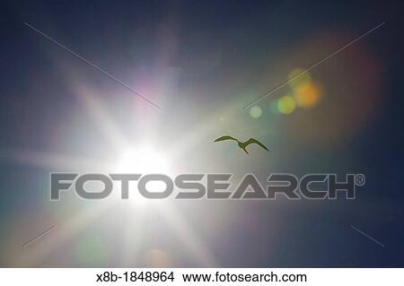 Great frigatebird Fregata minor in flight near the sun over Genovesa Island in the Galapagos Island Archipelago, Ecuador View Large Photo Image Picture - Great frigatebird Fregata minor in flight near the sun over Genovesa Island in the Galapagos Island Archipelago, Ecuador. Fotosearch