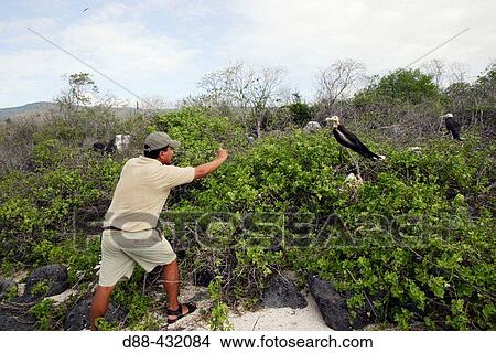 Great Frigatebird (Fregata minor). Galapagos Islands, Ecuador View Large Photo Image Picture - Great Frigatebird (Fregata minor). Galapagos Islands, Ecuador. Fotosearch