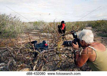 Great Frigatebird (Fregata minor). Genovesa (Tower) island, Galapagos Islands, Ecuador View Large Photo Image Stock Image - Great Frigatebird (Fregata minor). Genovesa (Tower) island, Galapagos Islands, Ecuador. Fotosearch