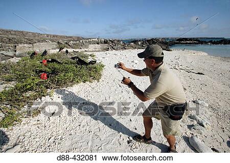 Great Frigatebird (Fregata minor). Genovesa (Tower) island, Galapagos Islands, Ecuador View Large Photo Image Stock Image - Great Frigatebird (Fregata minor). Genovesa (Tower) island, Galapagos Islands, Ecuador. Fotosearch