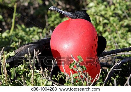 Great Frigatebird (Fregata minor), Galapagos Islands View Large Photo Image Stock Photo - Great Frigatebird (Fregata minor), Galapagos Islands. Fotosearch