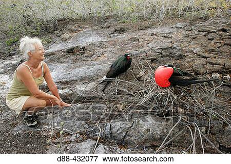 Great Frigatebird (Fregata minor). Genovesa (Tower) island, Galapagos Islands, Ecuador View Large Photo Image Stock Photo - Great Frigatebird (Fregata minor). Genovesa (Tower) island, Galapagos Islands, Ecuador. Fotosearch