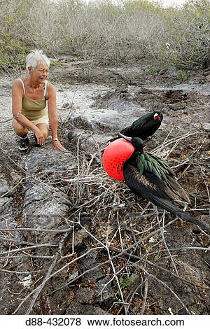 Great Frigatebird (Fregata minor). Genovesa (Tower) island, Galapagos Islands, Ecuador View Large Photo Image Stock Photo - Great Frigatebird (Fregata minor). Genovesa (Tower) island, Galapagos Islands, Ecuador. Fotosearch